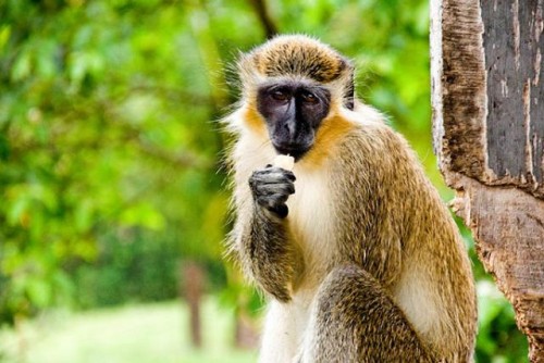 El Caribe lucha contra unos traviesos invasores: los monos