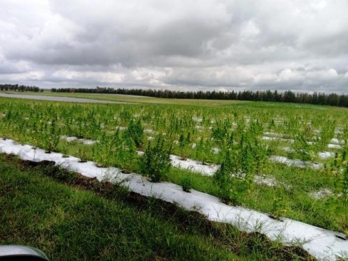 Productores de cáñamo autorizados podrán comercializar sus cosechas gracias a nuevo decreto del MGAP
