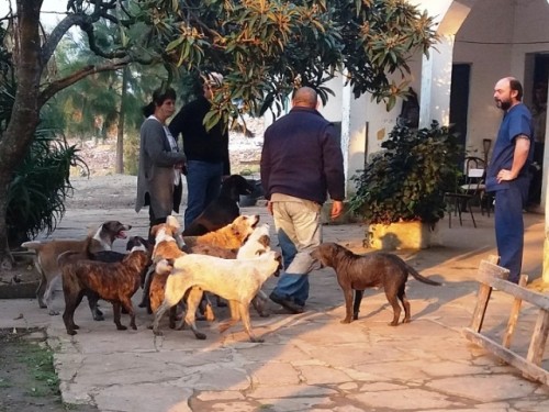Quinta jornada de castración e identificación canina se realizó en Melo