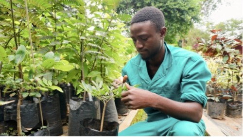 El arte del partido programa innovador conecta a donantes y grupos de plantación de árboles