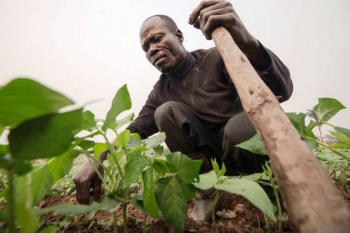 Los impactos del COVID-19 aumentan el hambre aguda en países que ya atraviesan una crisis alimentaria