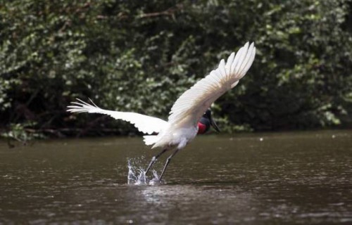 La biodiversidad es un baluarte para las personas, las sociedades, las economías y la seguridad alimentaria