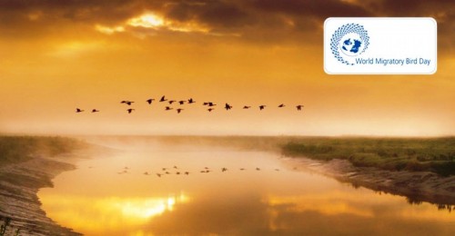 Día Mundial de las Aves Migratorias sábado 10 de octubre 2020 
