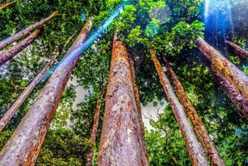 Mejores datos, mejores decisiones y mejores bosques
