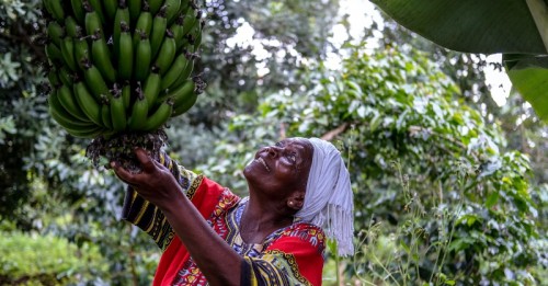 La financiación holandesa al FIDA ayudará a evitar la crisis alimentaria del COVID-19