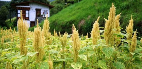 Cómo Bután está mostrando el camino en la construcción de la biodiversidad de cultivos