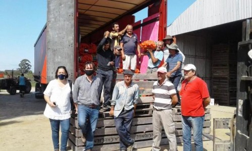Productores hortícolas de Canelones exportarán 380 mil kilos de cebolla a Brasil