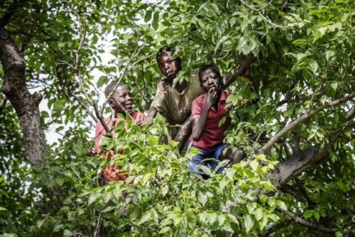 Día Internacional de los Bosques marcado en una ceremonia virtual de alto nivel