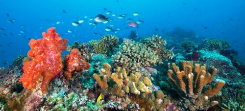 Los océanos están más amenazados que nunca, advierte la Organización Meteorológica Mundial