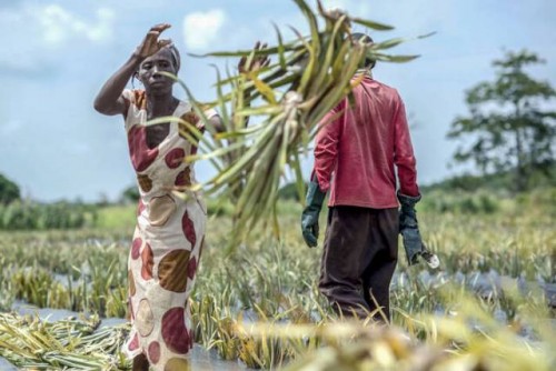 Los pequeños agricultores familiares producen un tercio de los alimentos del mundo