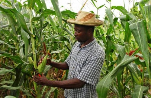 Food Coalition gana impulso a medida que la seguridad alimentaria se incluye en la agenda del G20
