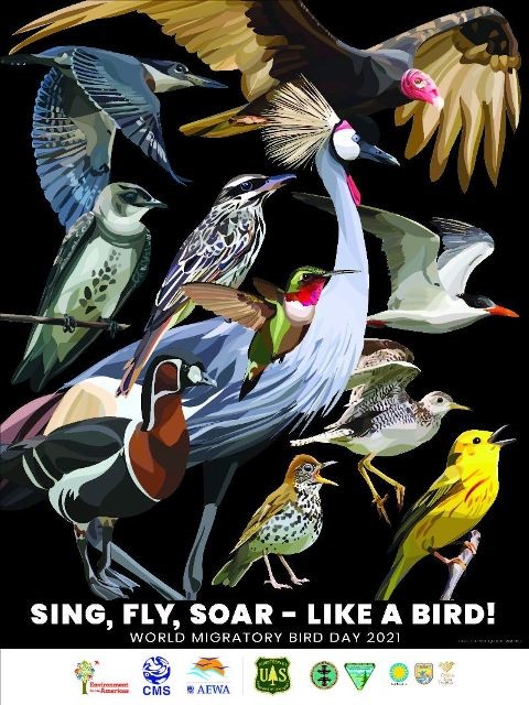 Día Mundial de las Aves Migratorias 2021