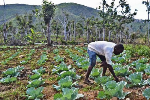 El Informe Global sobre Crisis Alimentarias advierte del preocupante aumento de la inseguridad alimentaria aguda en 4 países de Centroamérica y Haití