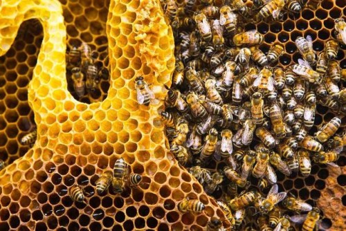 Dependemos de la supervivencia de las abejas