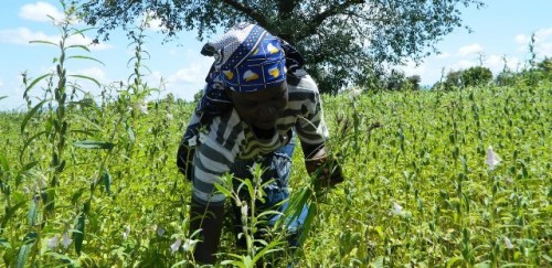 Los pequeños productores de la República de Sudán del Sur reciben apoyo del FIDA para salvaguardar sus medios de vida ante la crisis de la COVID-19