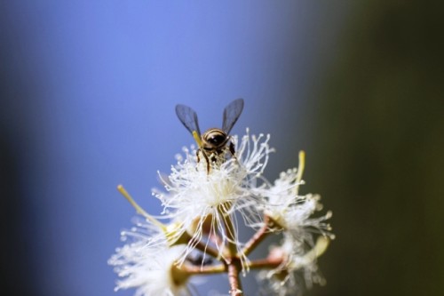 El desafío de las abejas en una pandemia