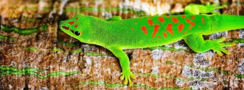 El 22 de mayo fue el  Día Internacional de la Diversidad Biológica