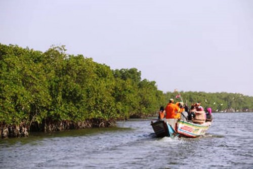 La magia de los manglares