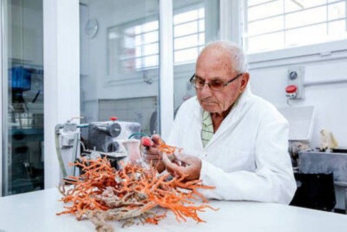 El futuro del precioso coral rojo en el Mediterráneo