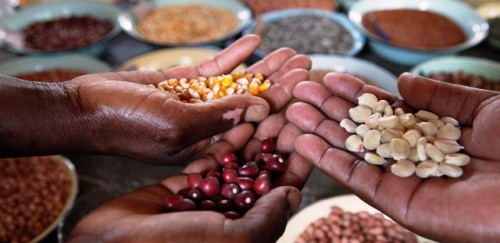 Situar la alimentación y la agricultura en el centro del marco mundial de la diversidad biológica