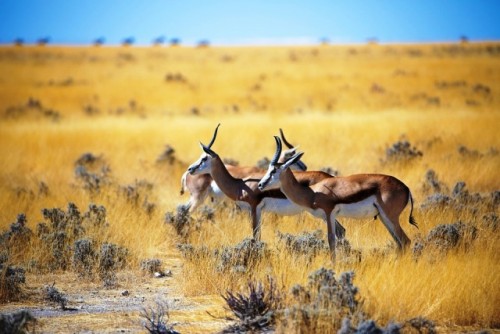 El conflicto entre humanos y vida silvestre es una de las mayores amenazas para las especies - informe de WWF y PNUMA