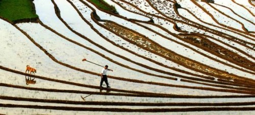 La FAO a la vanguardia de los esfuerzos mundiales para construir asociaciones entre los sistemas agroalimentarios y la conservación