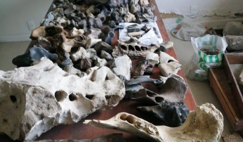 Decenas de piezas fósiles de animales de nuestra era del hielo fueron halladas en Florida