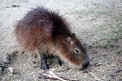 Vidalín analiza liberar o castrar carpinchos ante superpoblación en el Bioparque