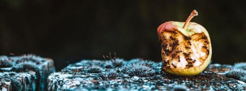 29 de septiembre Día Internacional de Concienciación sobre la Pérdida y el Desperdicio de Alimentos