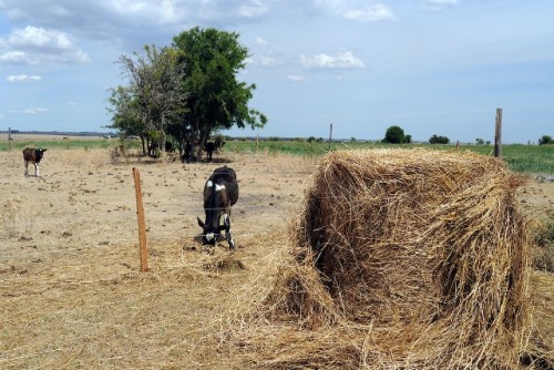 Empeora la situación de déficit hídrico en Artigas