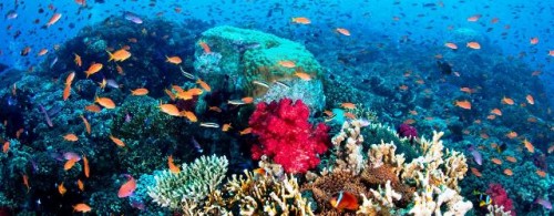 Plan de emergencia para salvar los arrecifes de coral de la extinción