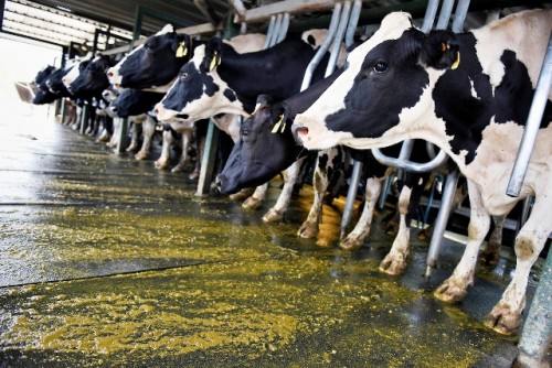 Se perdieron 75 productores lecheros por año desde 2015