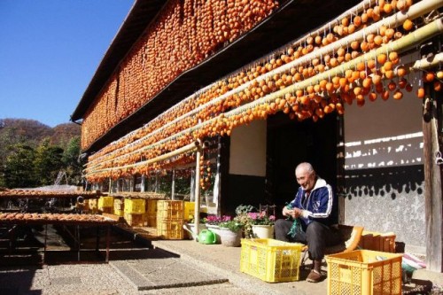 Dos nuevos sitios de Japón son declarados Sistemas importantes del patrimonio agrícola mundial de la FAO