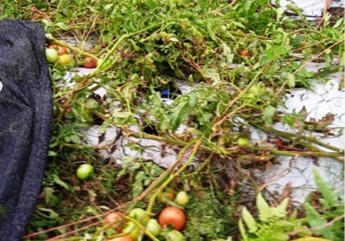 Productores de Salto y Paysandú afectados por el clima aguardan apoyo