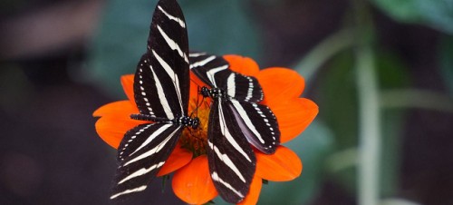 “Sin naturaleza, no tenemos nada”