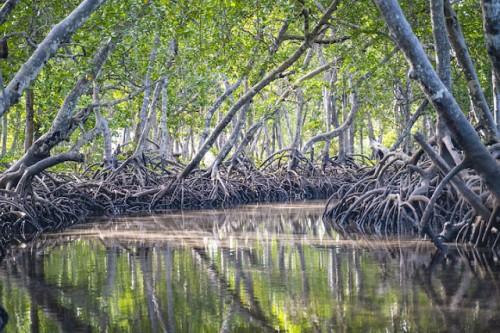 5 impulsores clave de la crisis de la naturaleza