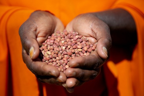 El Día Mundial de las Legumbres 2023 destaca cómo las legumbres son el núcleo de la sostenibilidad