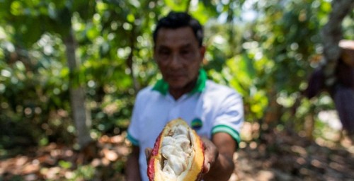 De la hoja de coca al grano de cacao: cómo los agricultores de la Amazonía peruana están innovando utilizando herramientas digitales
