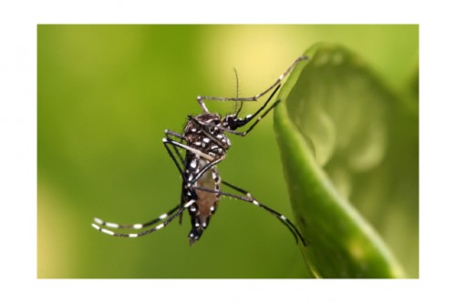 Recomendaciones para prevenir la presencia de Aedes Aegypti