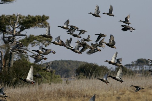 13 de mayo 2023  Día mundial de las aves migratorias