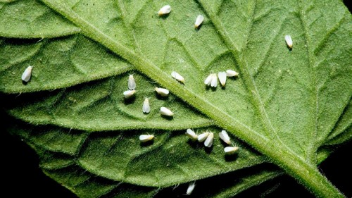 Mitigar los riesgos del comercio electrónico para la sanidad vegetal