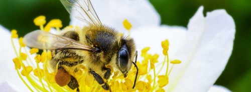 20 de mayo 2023: Día Mundial de las Abejas