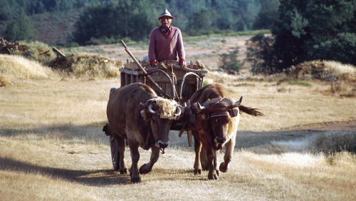 Un pasado, un presente y un futuro comunes en los Sistemas importantes del patrimonio agrícola mundial