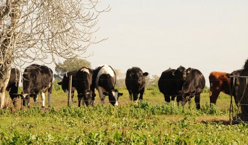 Uruguay inicia nueva instancia de vacunación contra fiebre aftosa a bovinos