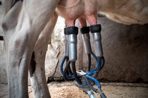 Preocupa en el sector lechero la situación de Calcar y cambios a nivel internacional