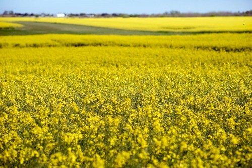 Gobierno anunció la apertura de mercados de Ecuador para arroz y de México para colza