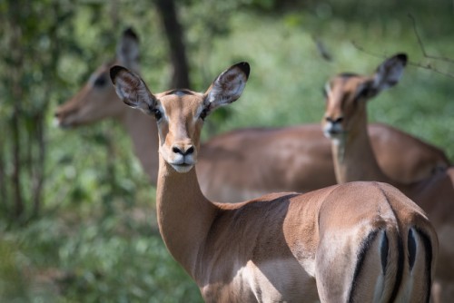 La FAO acoge con satisfacción la contribución de la Unión Europea de 25 millones de euros para promover la conservación de la vida silvestre y la seguridad alimentaria