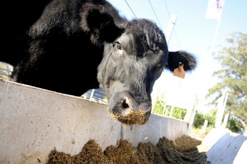 América impulsa certificados veterinarios digitales para agilizar comercio