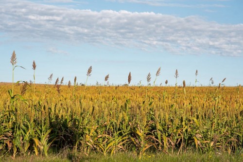 China habilitó a 21 empresas uruguayas para exportar sorgo a ese país