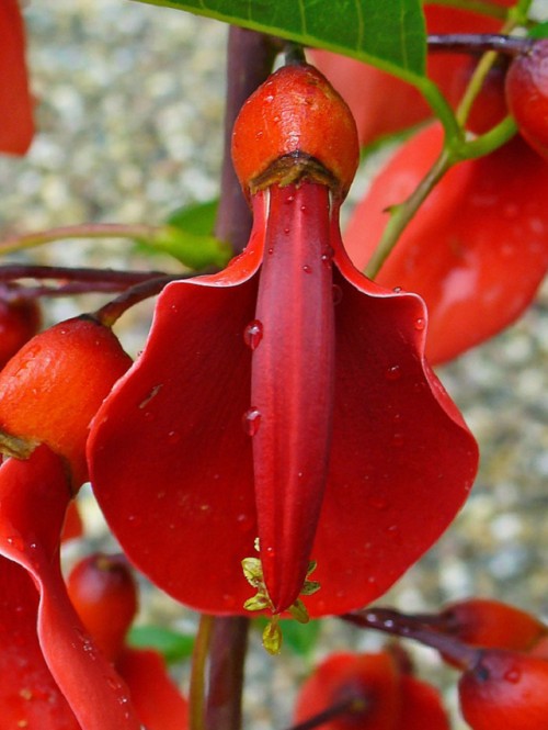 HABLEMOS DE ARBOLES Y PLANTAS